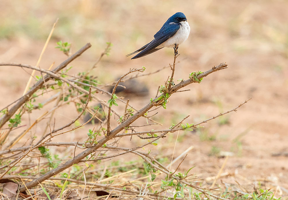 Pearl-breasted Swallow